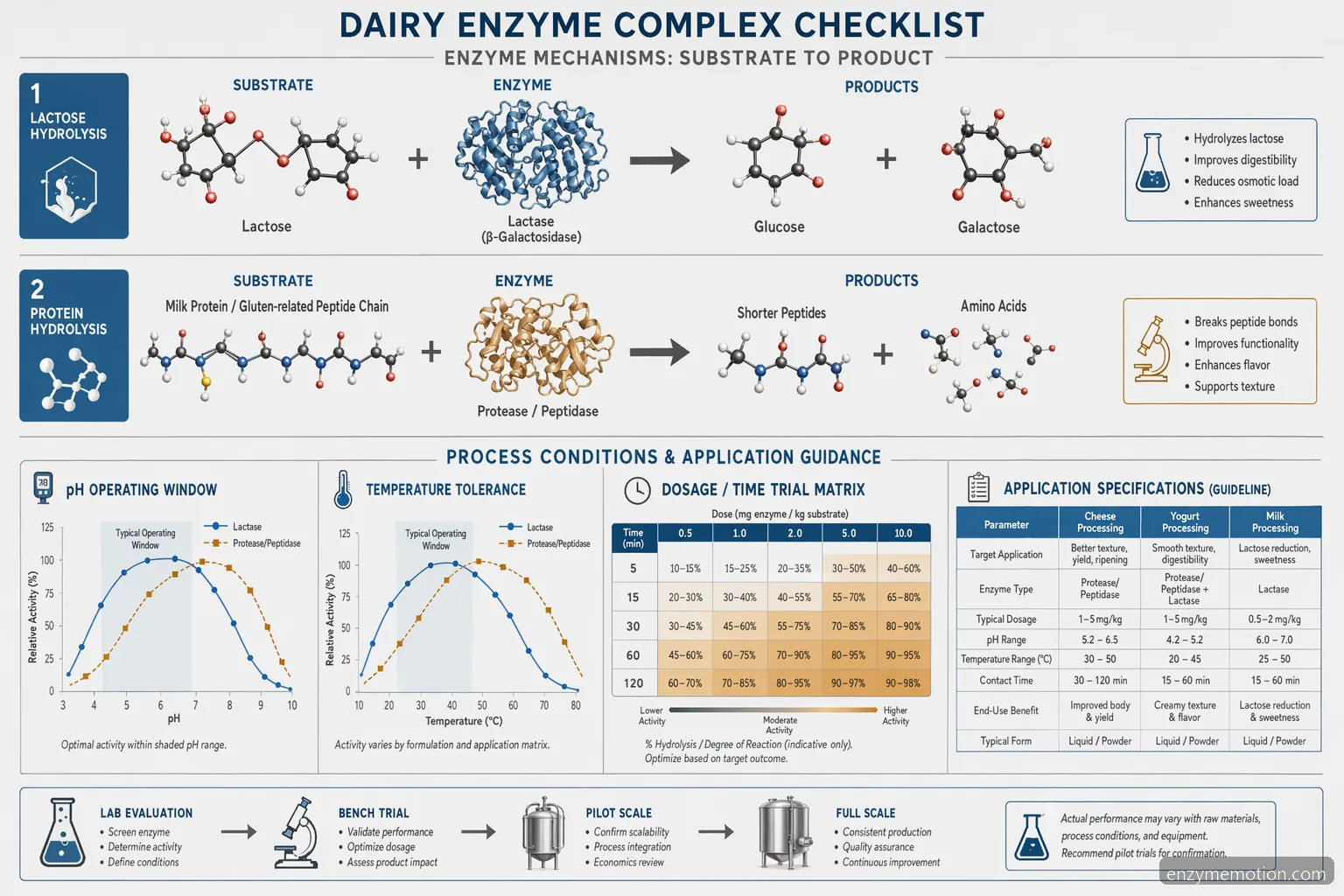 Diagram over bedste digestive enzymes til gluten- og laktoseintolerance i B2B-mejeri med reaktionsflow for lactase og protease